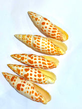 Mitra Mitra ShellSeashell