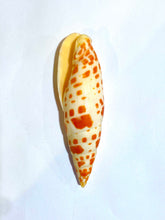 Mitra Mitra ShellSeashell