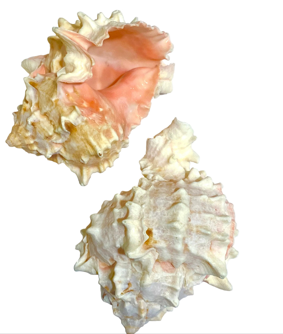 Murex (Hexaplex Erythrostomus) Seashell