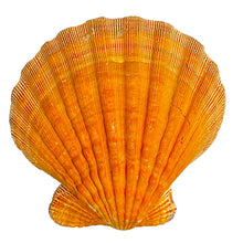 Nodipecten Nodosus Half Orange Natural Seashell