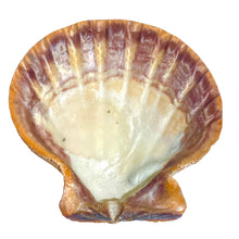 Nodipecten Nodosus Half Orange Natural Seashell