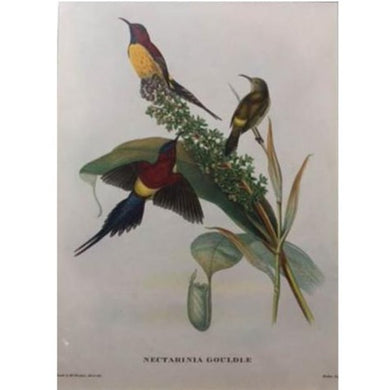 John Gould's Print of Three Exotic Birds