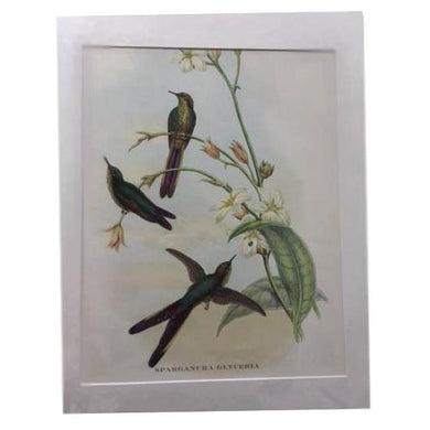 Gould's Print with Three Birds