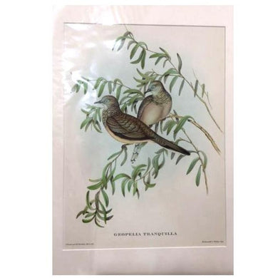 Gould's Print of Two Birds